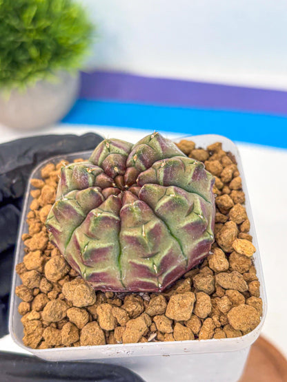 Gymnocalycium Aas Gen2 (gy17) (14) | Collector’s Edition