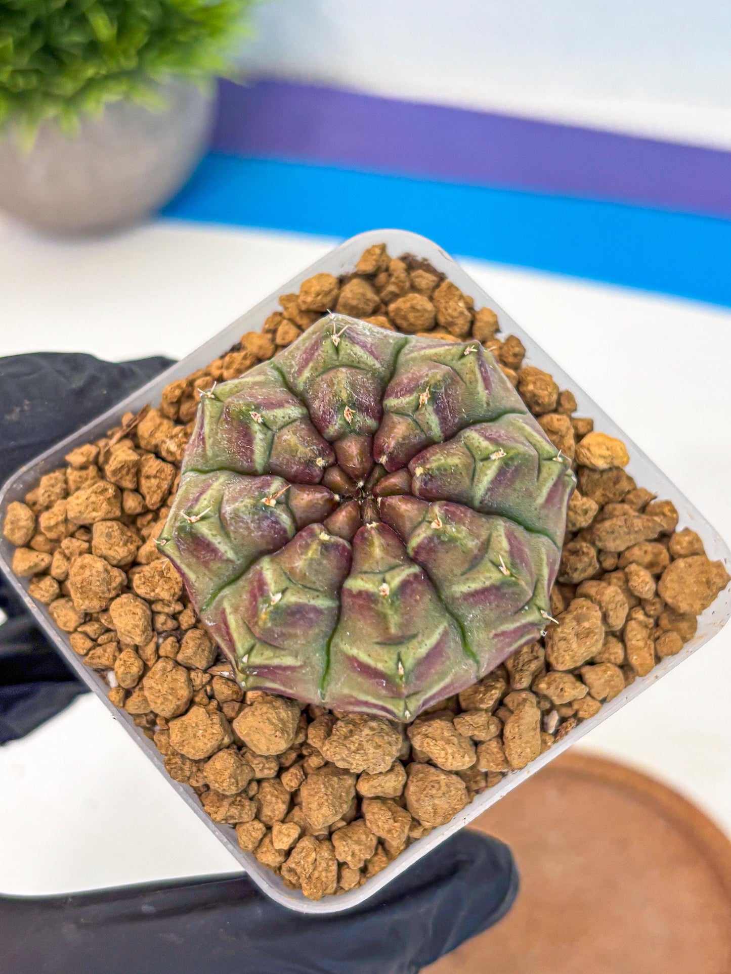 Gymnocalycium Aas Gen2 (gy17) (14) | Collector’s Edition