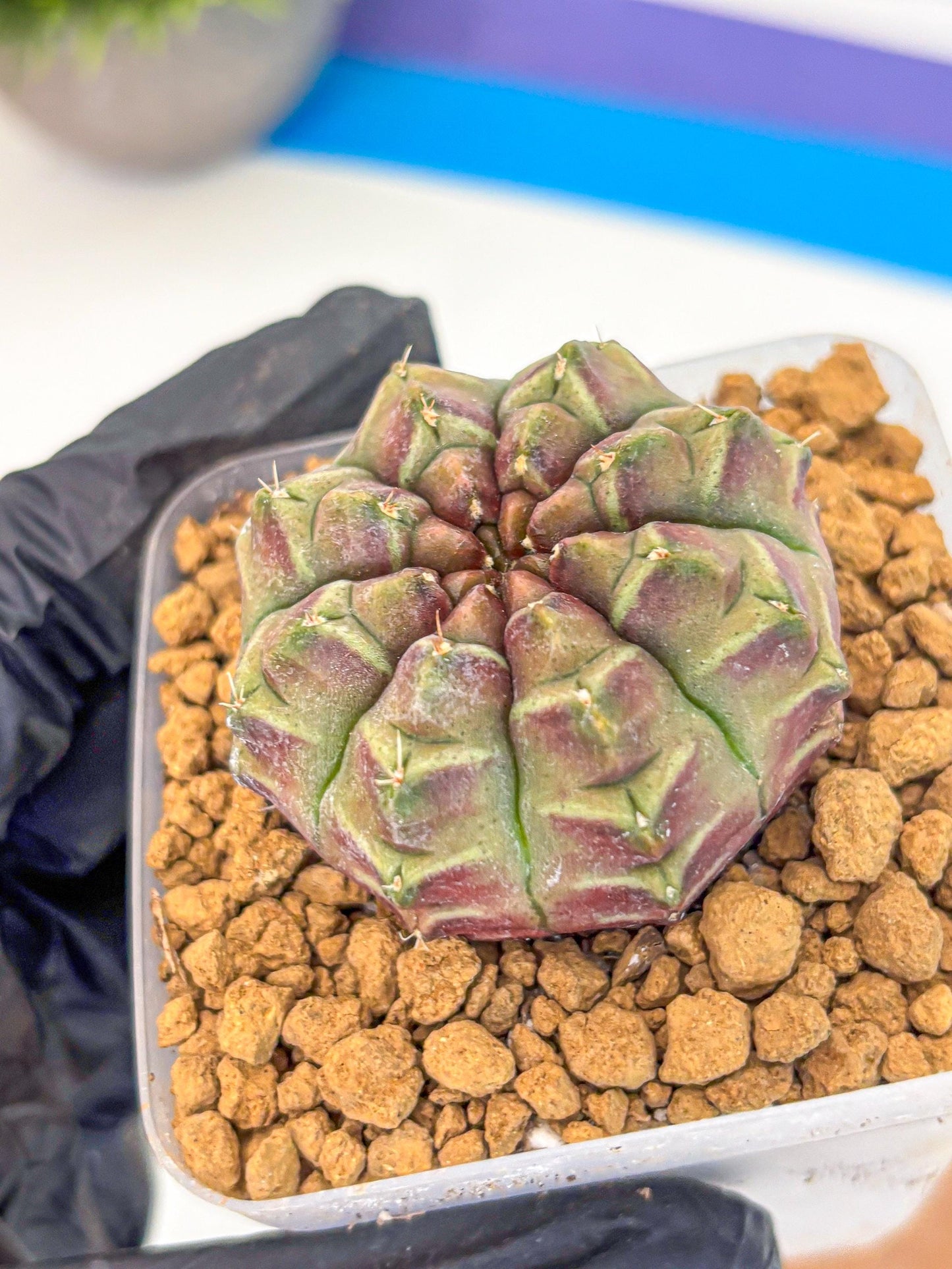 Gymnocalycium Aas Gen2 (gy17) (14) | Collector’s Edition