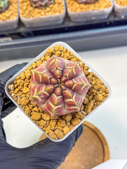 Gymnocalycium Aas Gen2 (gy17) (15) | Collector’s Edition