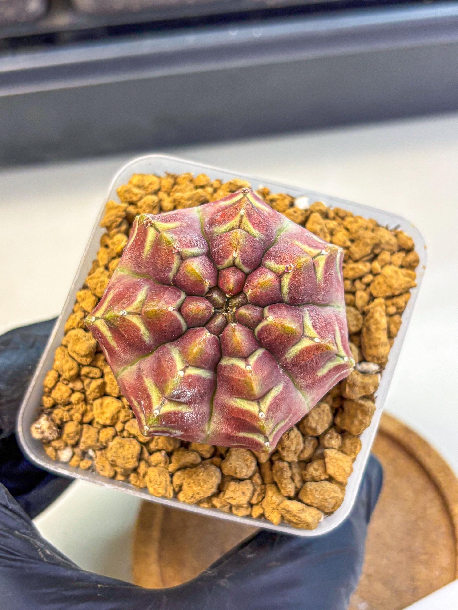 Gymnocalycium Aas Gen2 (gy17) (15) | Collector’s Edition