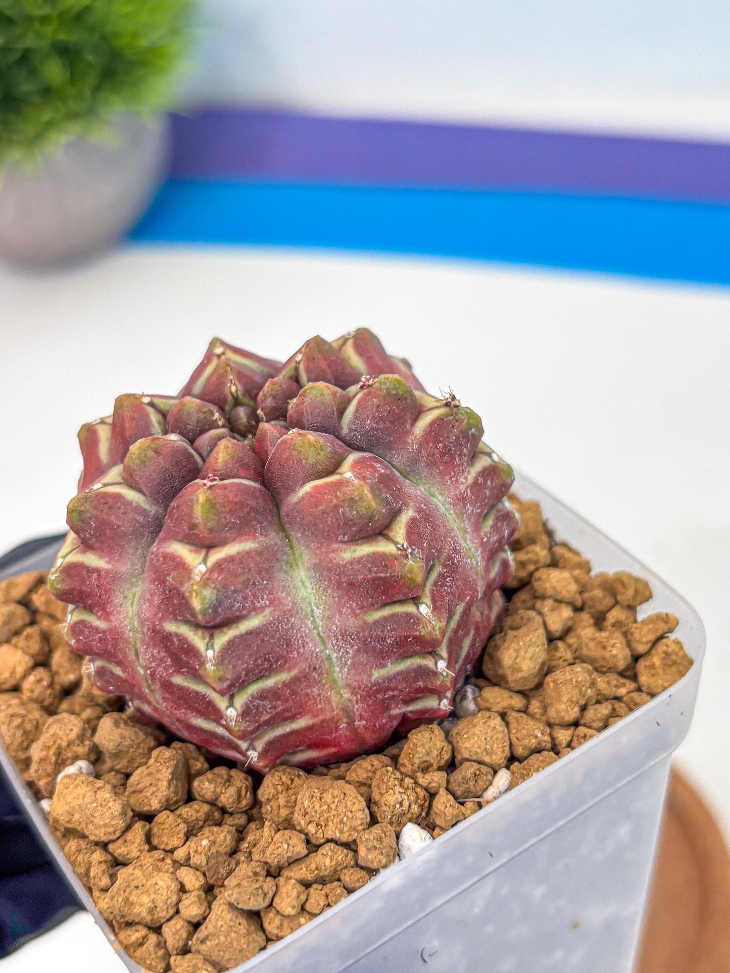 Gymnocalycium Aas Gen2 (gy17) (15) | Collector’s Edition