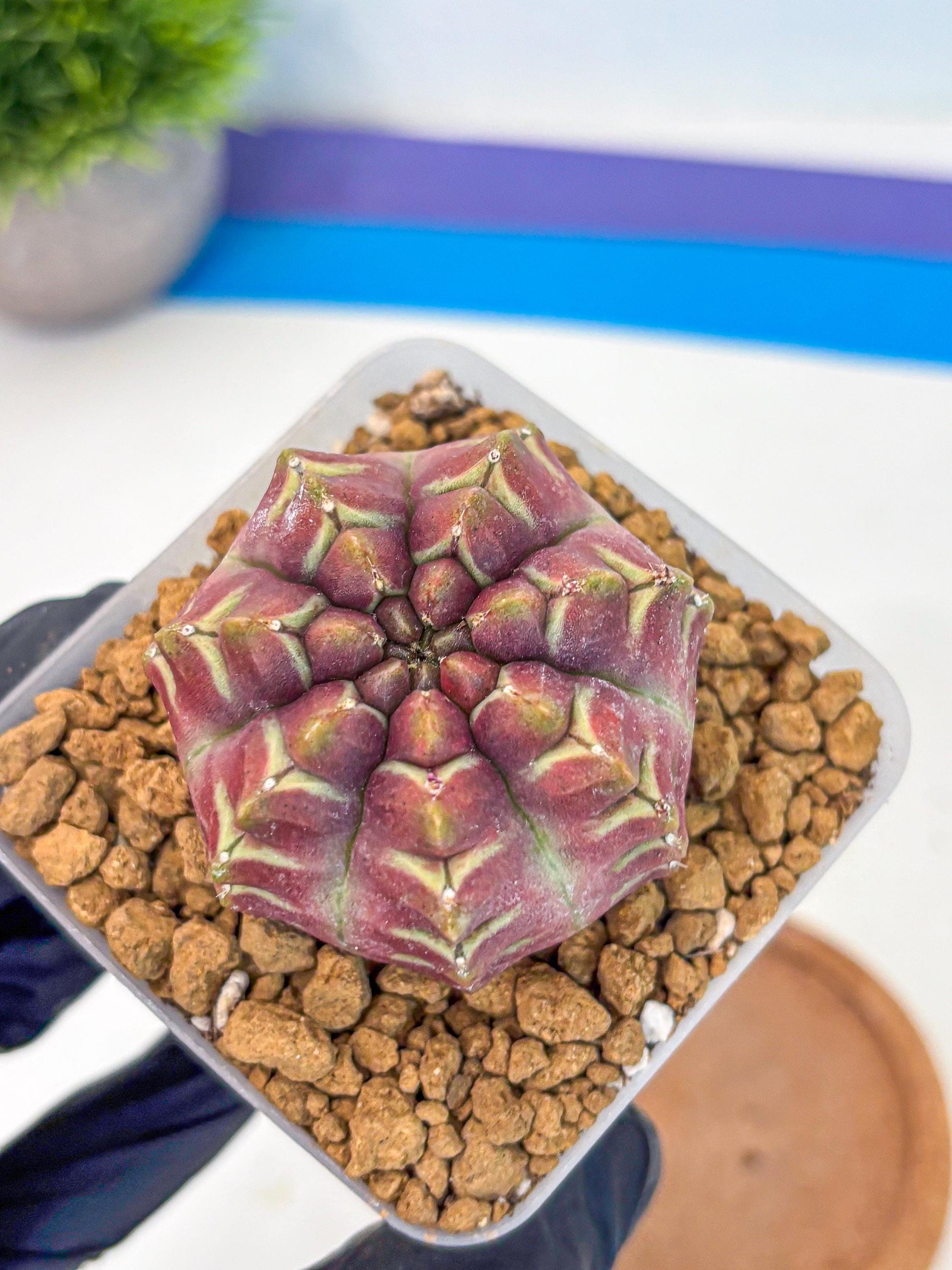 Gymnocalycium Aas Gen2 (gy17) (15) | Collector’s Edition
