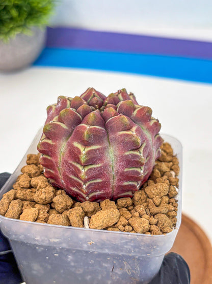 Gymnocalycium Aas Gen2 (gy17) (15) | Collector’s Edition