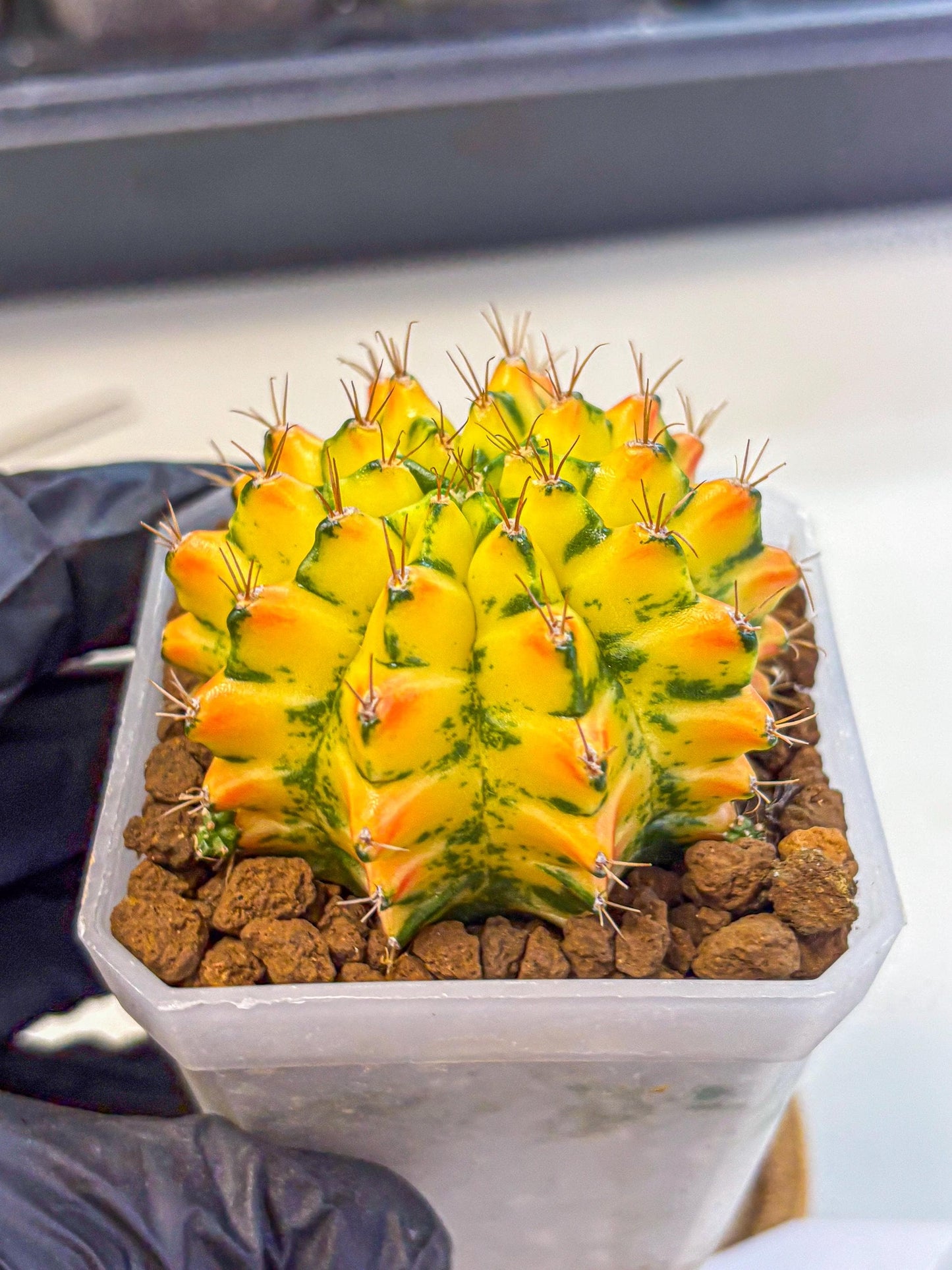 Gymnocalycium Orangish (gy18) (01) | Collectable Plant