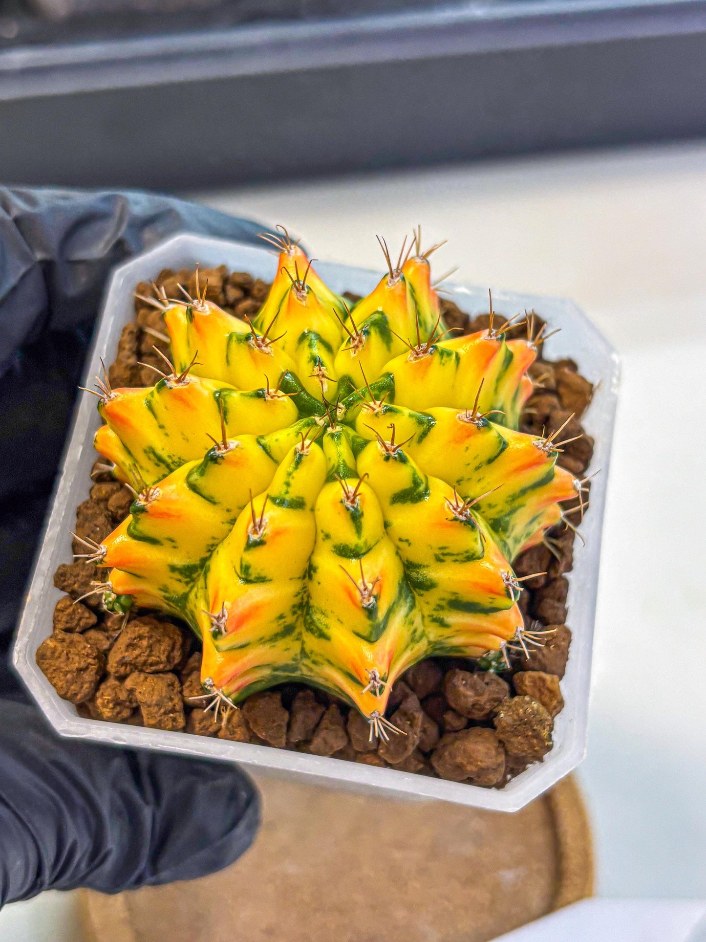 Gymnocalycium Orangish (gy18) (01) | Collectable Plant
