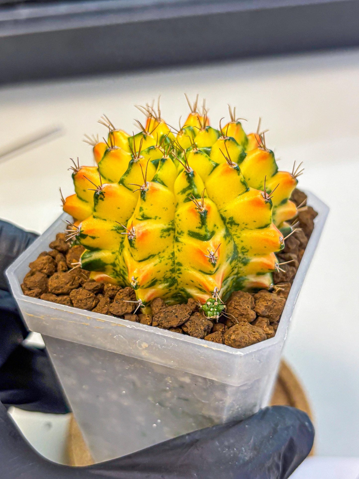 Gymnocalycium Orangish (gy18) (01) | Collectable Plant