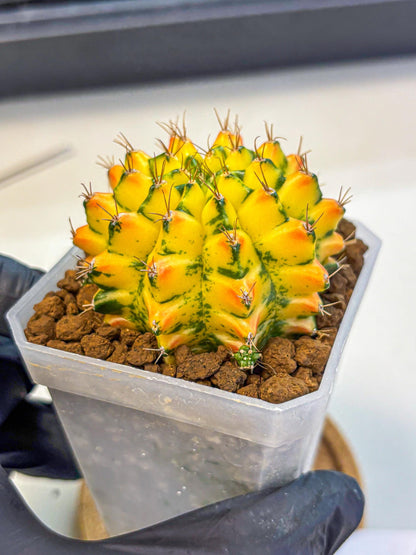 Gymnocalycium Orangish (gy18) (01) | Collectable Plant