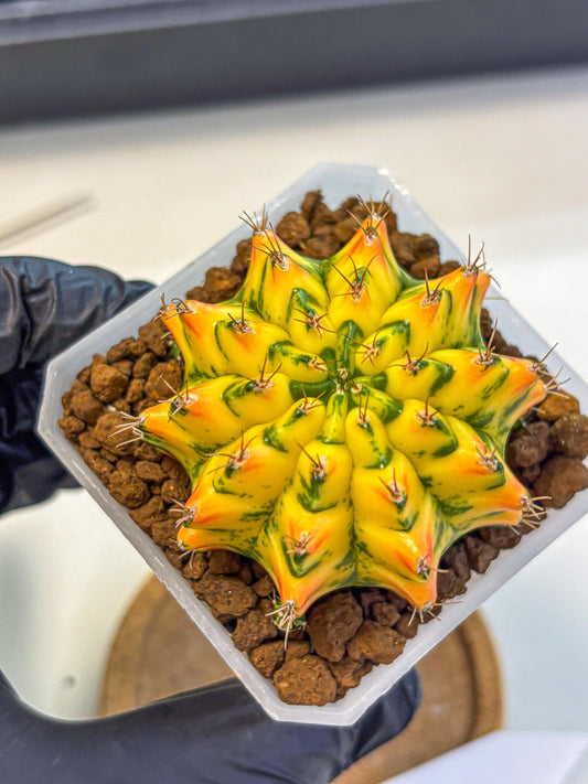 Gymnocalycium Orangish (gy18) (01) | Collectable Plant