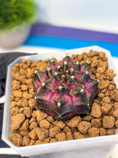 Gymnocalycium Galaxy (gy18) (05) | Collectable Plant