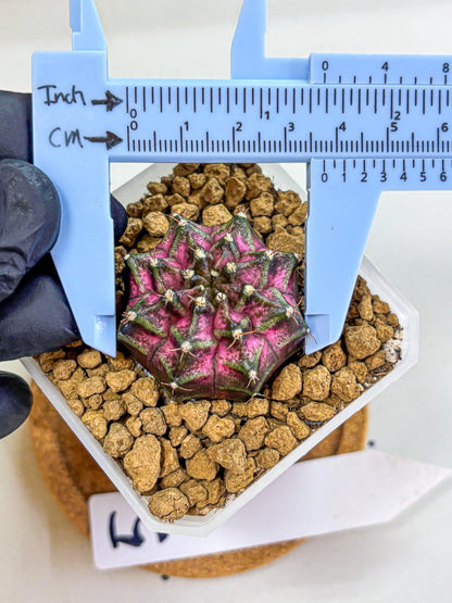Gymnocalycium Galaxy (gy18) (05) | Collectable Plant