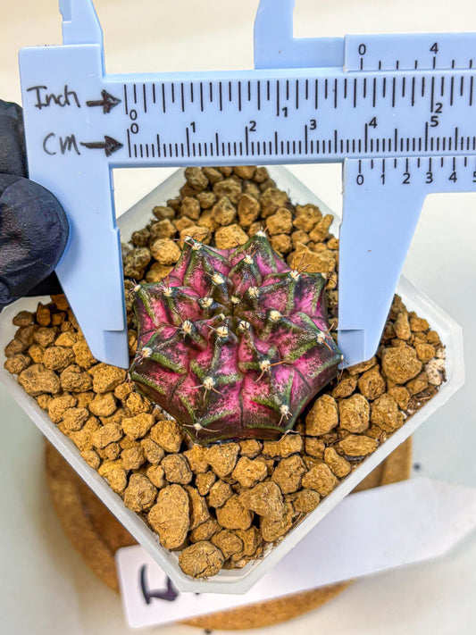 Gymnocalycium Galaxy (gy18) (05) | Collectable Plant