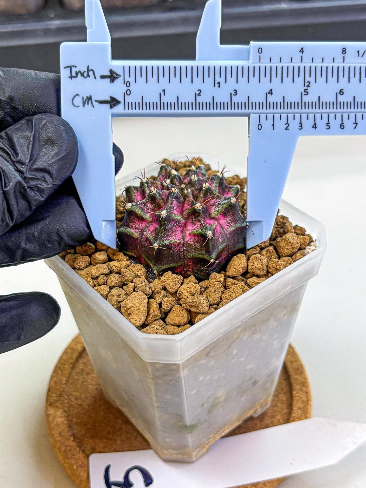 Gymnocalycium Galaxy (gy18) (05) | Collectable Plant
