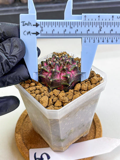 Gymnocalycium Galaxy (gy18) (05) | Collectable Plant