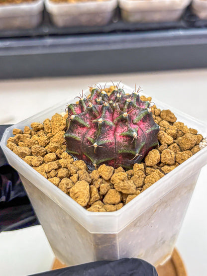 Gymnocalycium Galaxy (gy18) (05) | Collectable Plant