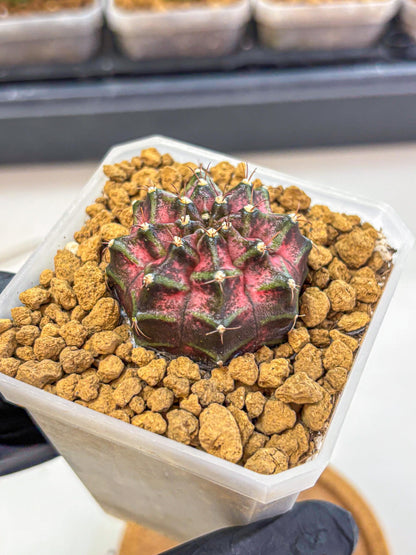 Gymnocalycium Galaxy (gy18) (05) | Collectable Plant