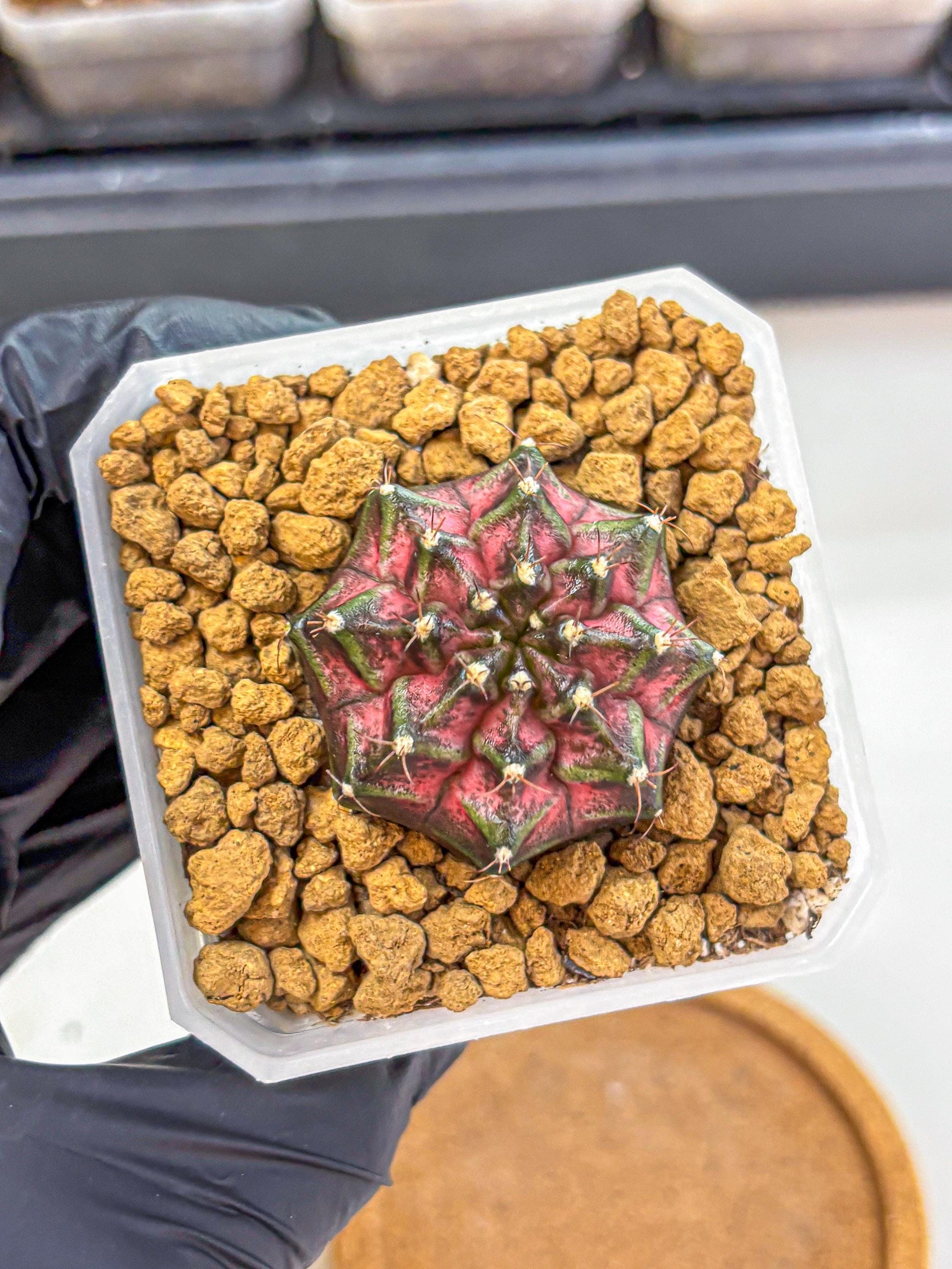 Gymnocalycium Galaxy (gy18) (05) | Collectable Plant