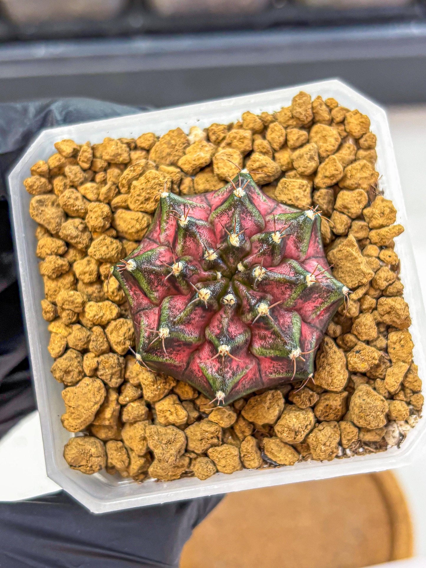 Gymnocalycium Galaxy (gy18) (05) | Collectable Plant