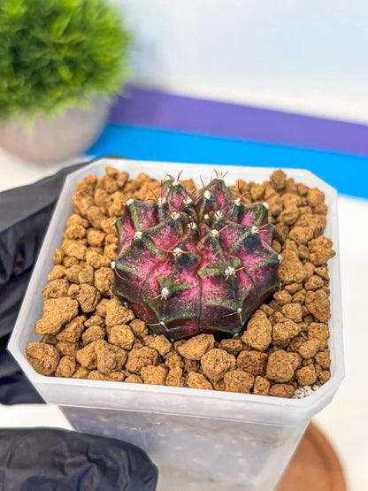 Gymnocalycium Galaxy (gy18) (05) | Collectable Plant