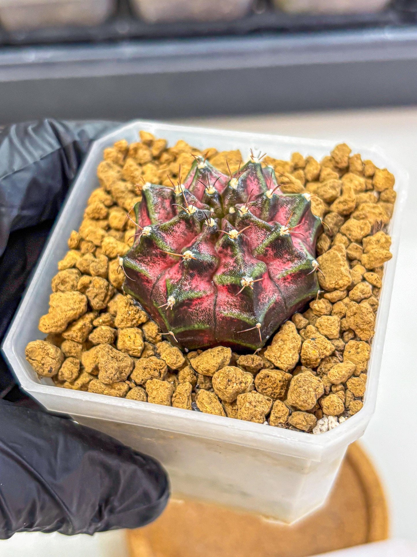 Gymnocalycium Galaxy (gy18) (05) | Collectable Plant