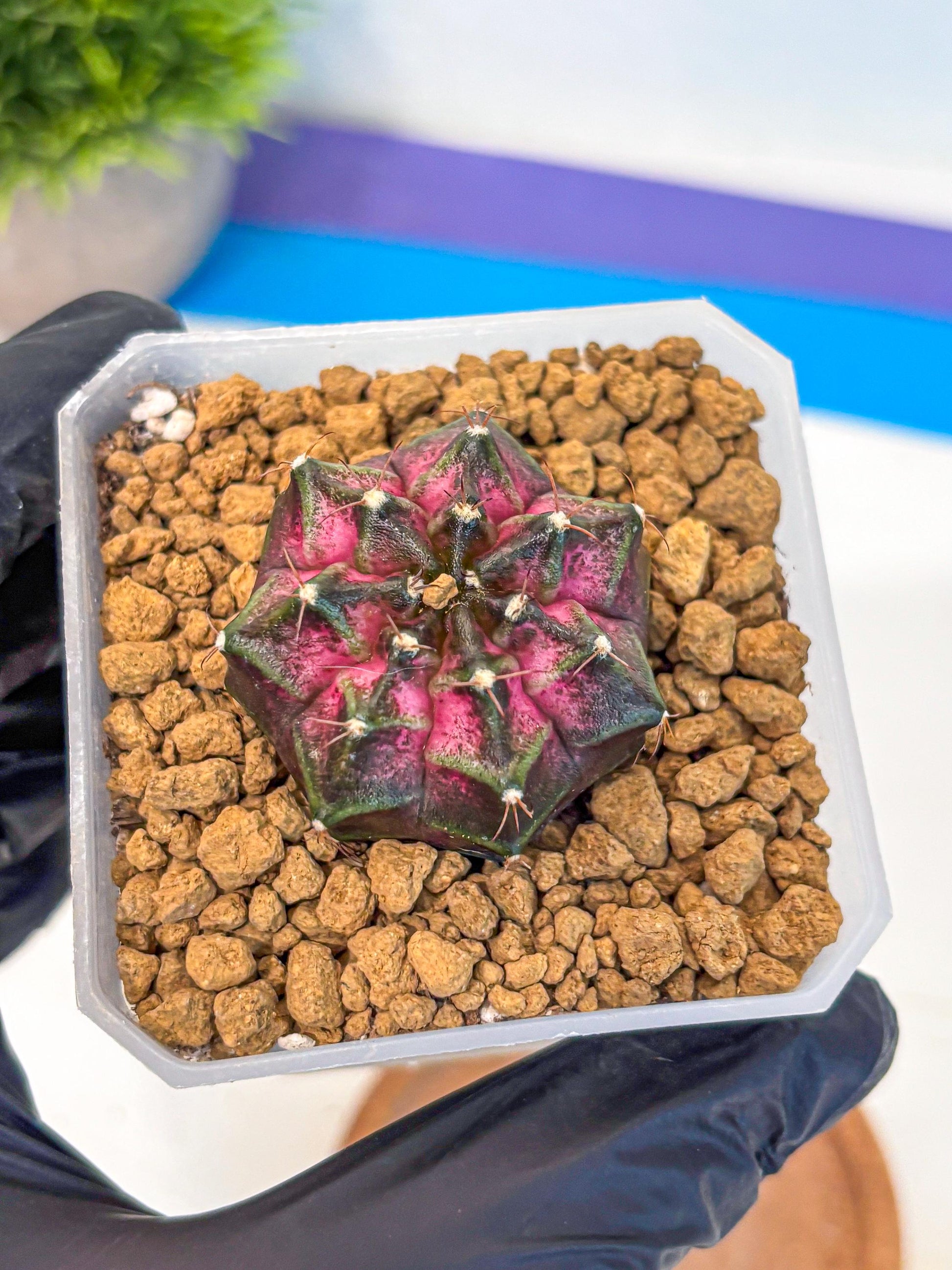 Gymnocalycium Galaxy (gy18) (06) | Collectable Plant