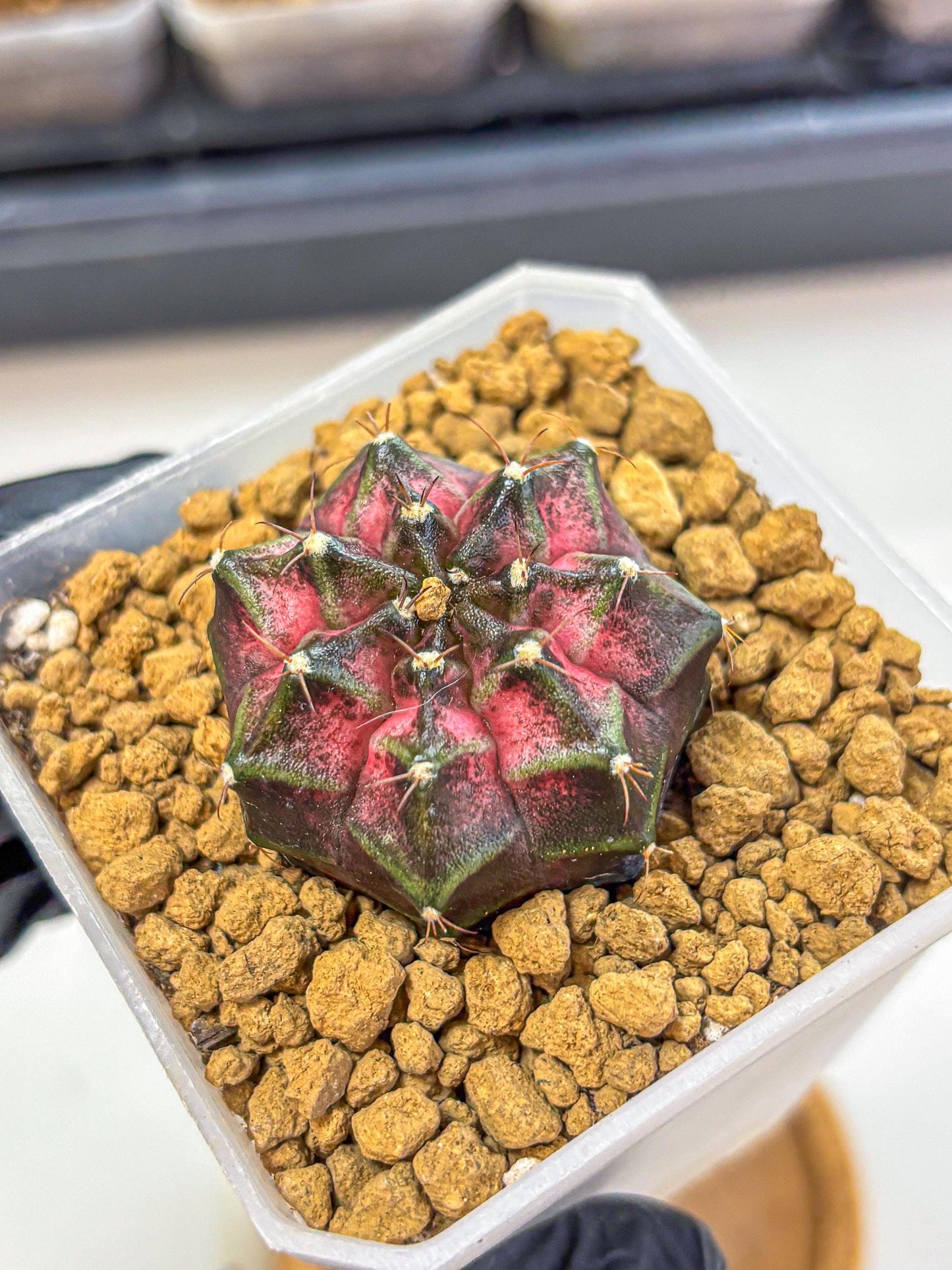 Gymnocalycium Galaxy (gy18) (06) | Collectable Plant