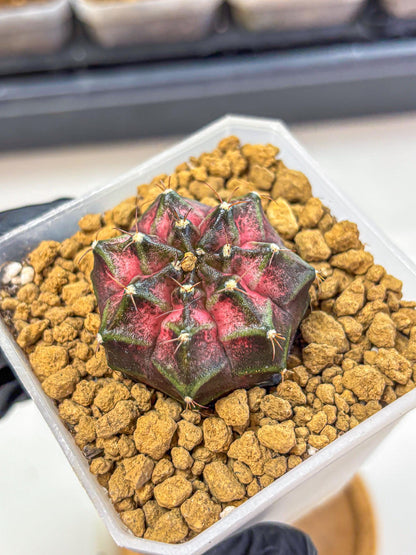 Gymnocalycium Galaxy (gy18) (06) | Collectable Plant