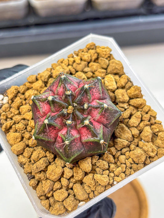 Gymnocalycium Galaxy (gy18) (06) | Collectable Plant
