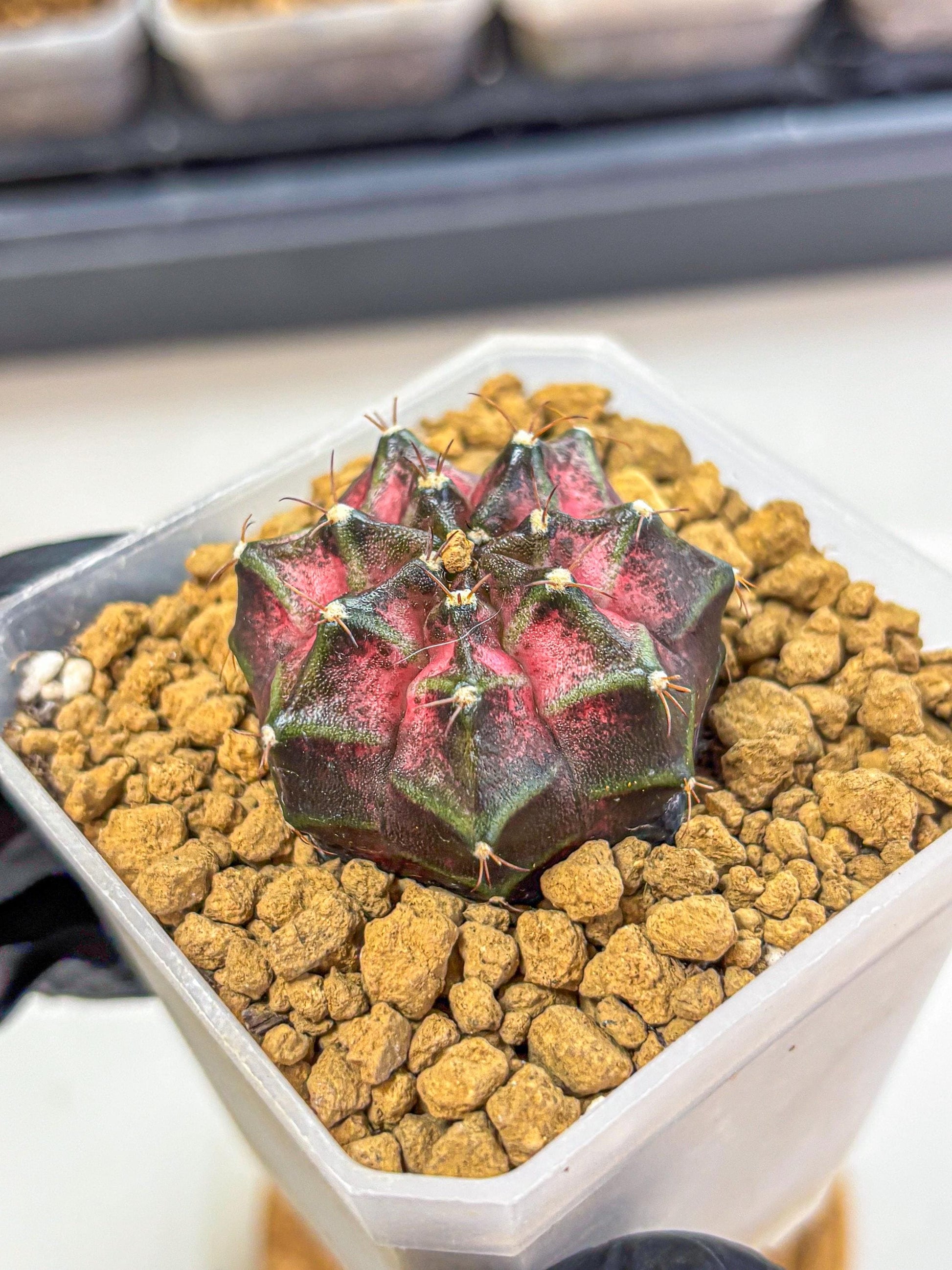 Gymnocalycium Galaxy (gy18) (06) | Collectable Plant