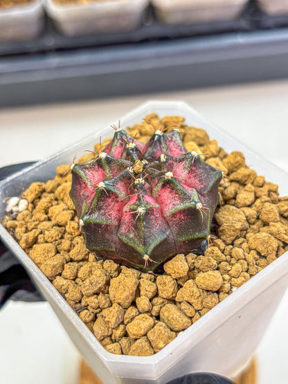 Gymnocalycium Galaxy (gy18) (06) | Collectable Plant