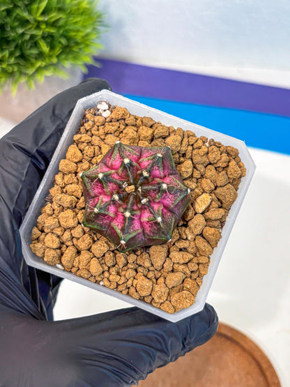 Gymnocalycium Galaxy (gy18) (06) | Collectable Plant