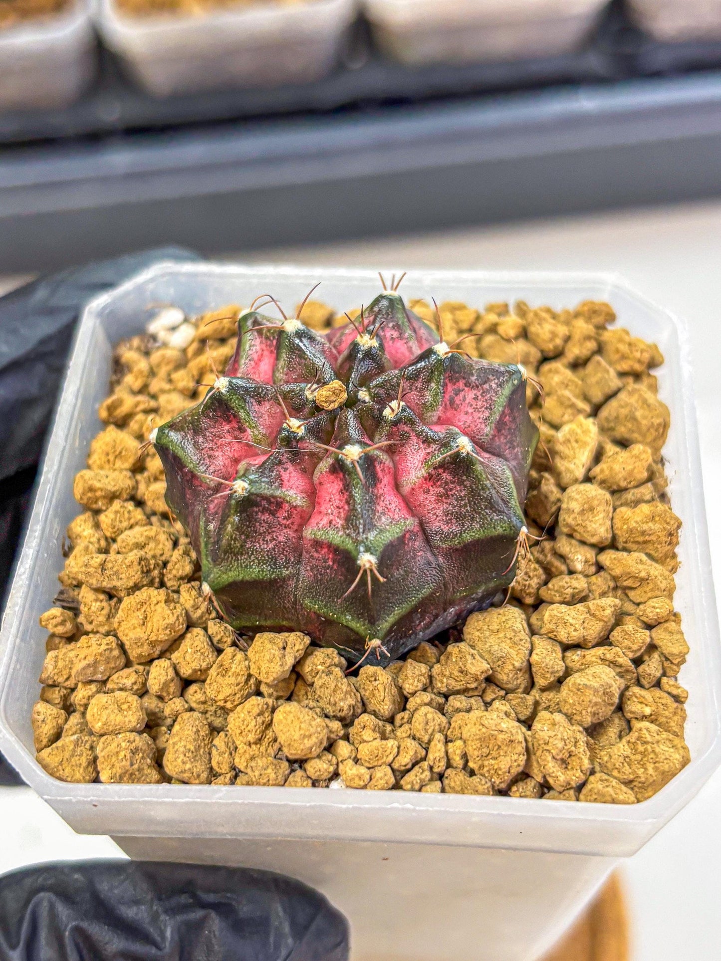 Gymnocalycium Galaxy (gy18) (06) | Collectable Plant