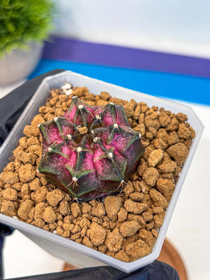 Gymnocalycium Galaxy (gy18) (06) | Collectable Plant