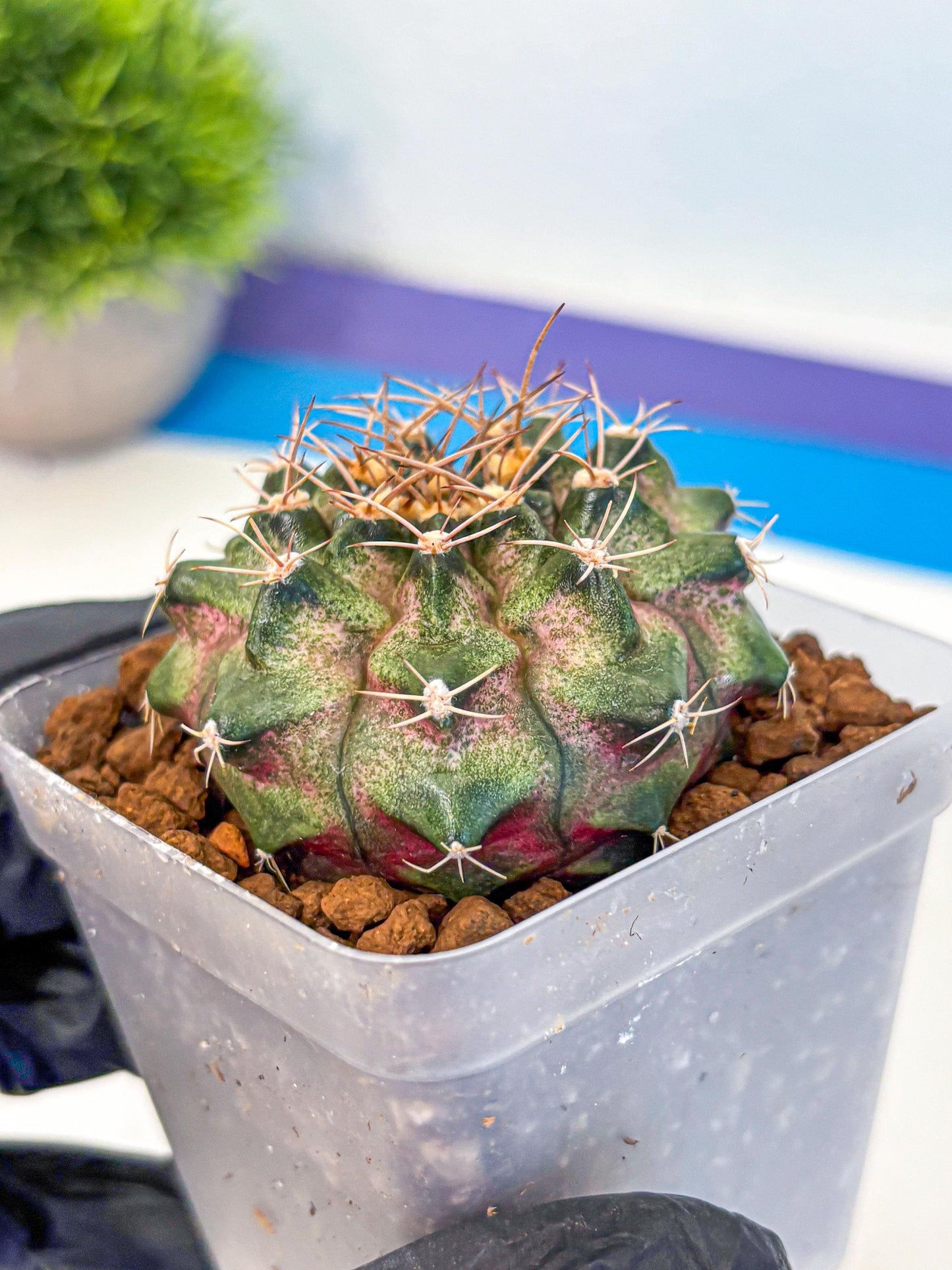 Gymnocalycium T-Lux (gy18) (07) | Collectable Plant