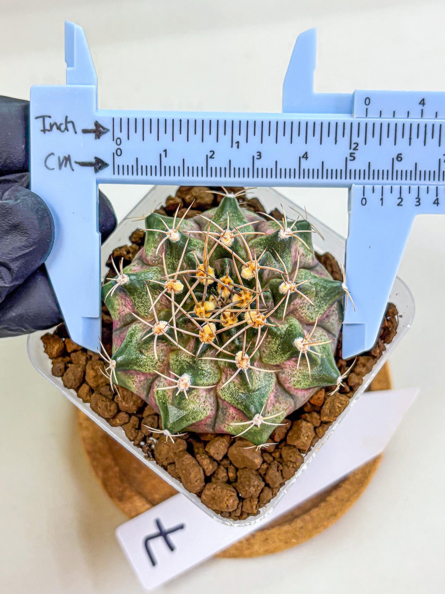 Gymnocalycium T-Lux (gy18) (07) | Collectable Plant
