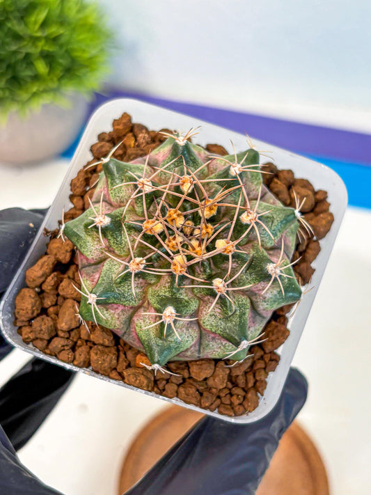 Gymnocalycium T-Lux (gy18) (07) | Collectable Plant