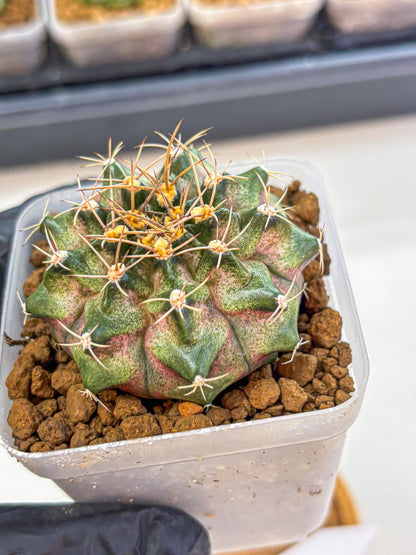 Gymnocalycium T-Lux (gy18) (07) | Collectable Plant
