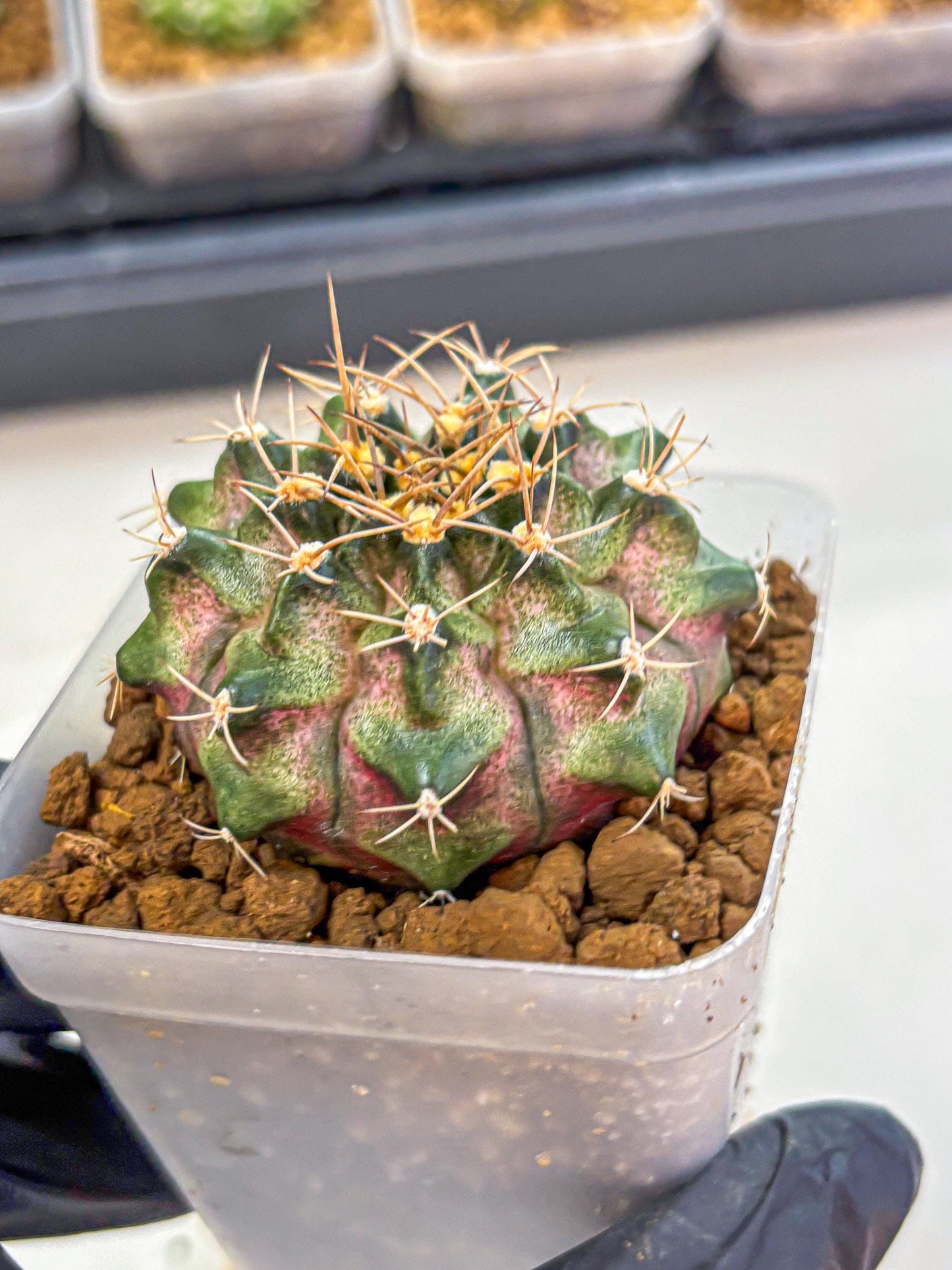 Gymnocalycium T-Lux (gy18) (07) | Collectable Plant