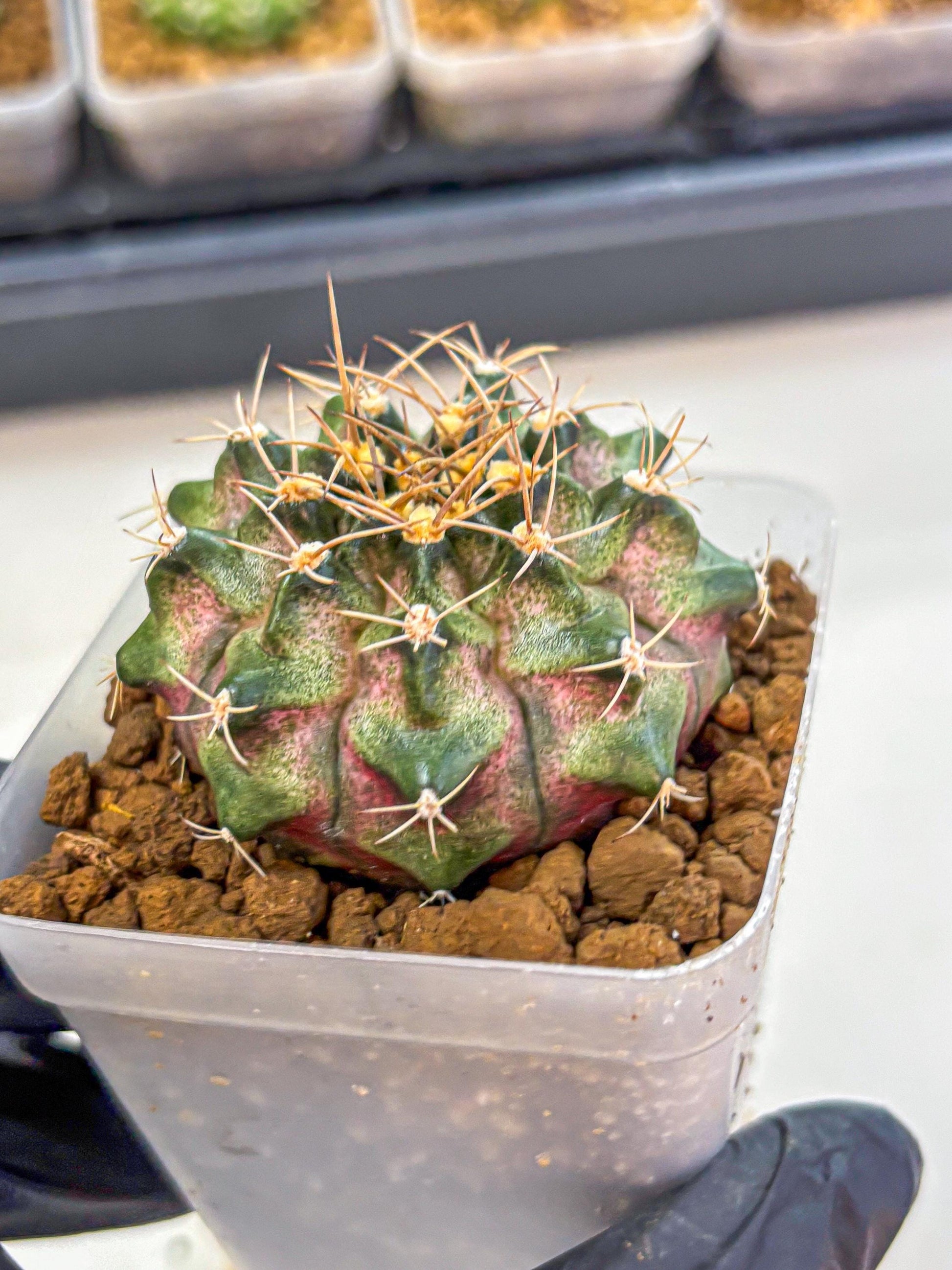 Gymnocalycium T-Lux (gy18) (07) | Collectable Plant