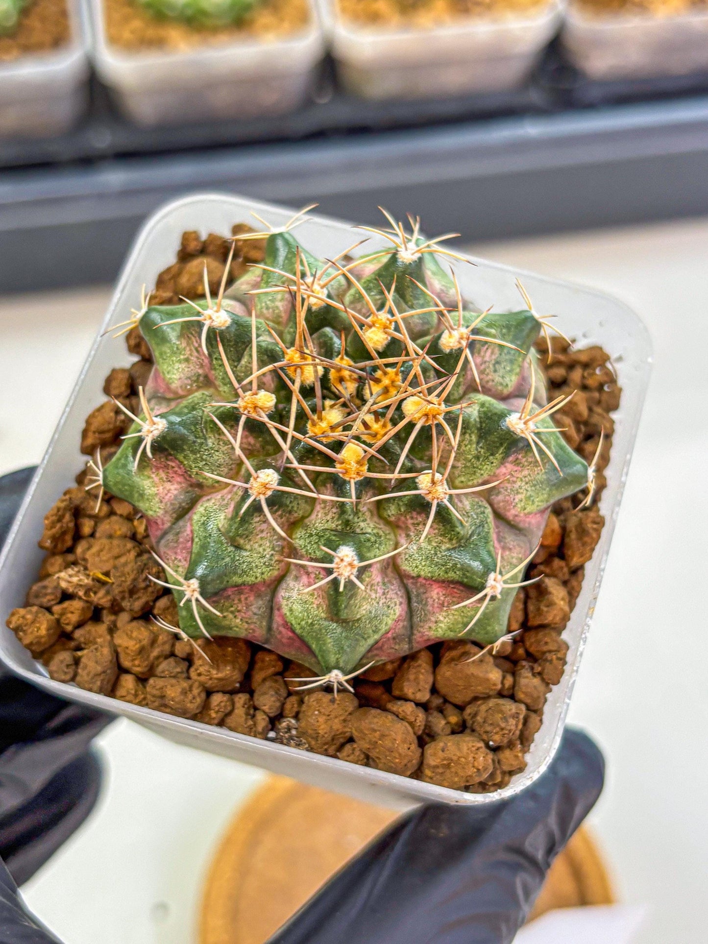 Gymnocalycium T-Lux (gy18) (07) | Collectable Plant
