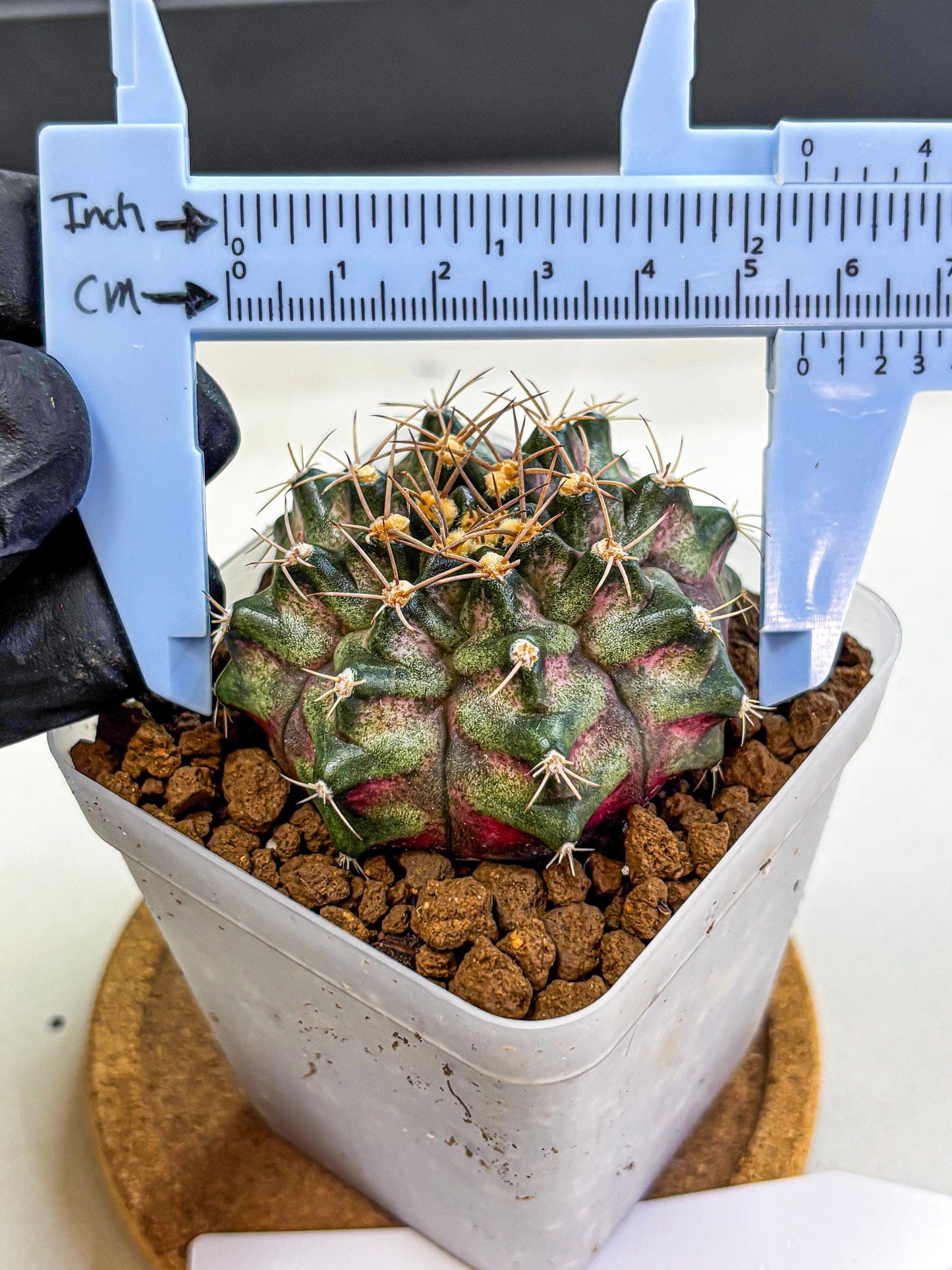Gymnocalycium T-Lux (gy18) (08) | Collectable Plant