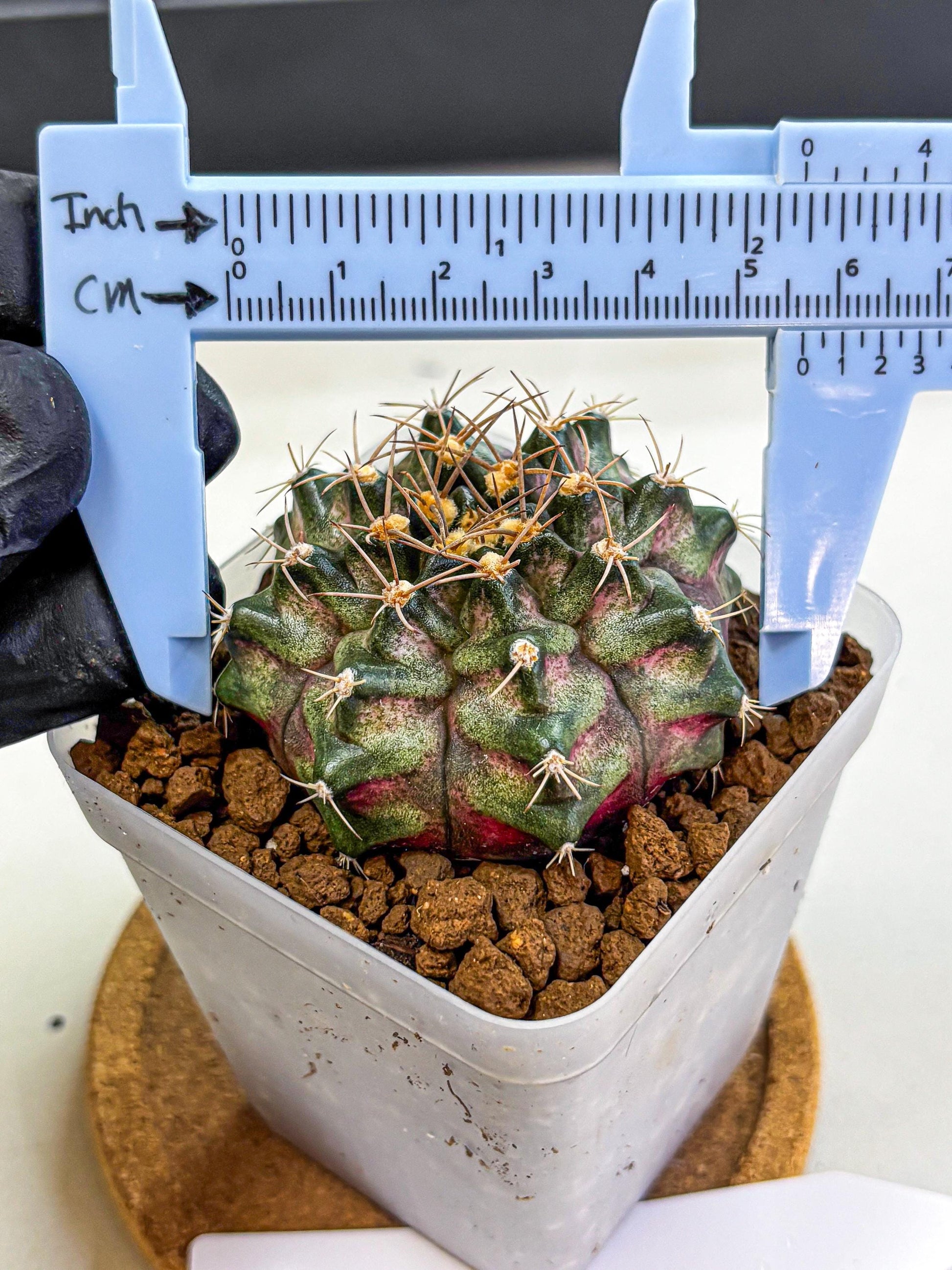 Gymnocalycium T-Lux (gy18) (08) | Collectable Plant
