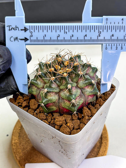 Gymnocalycium T-Lux (gy18) (08) | Collectable Plant