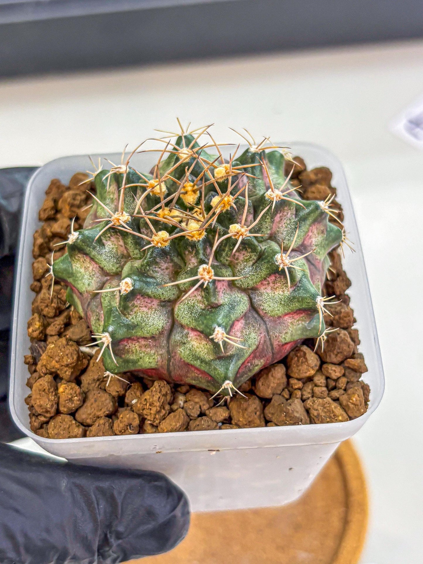 Gymnocalycium T-Lux (gy18) (08) | Collectable Plant