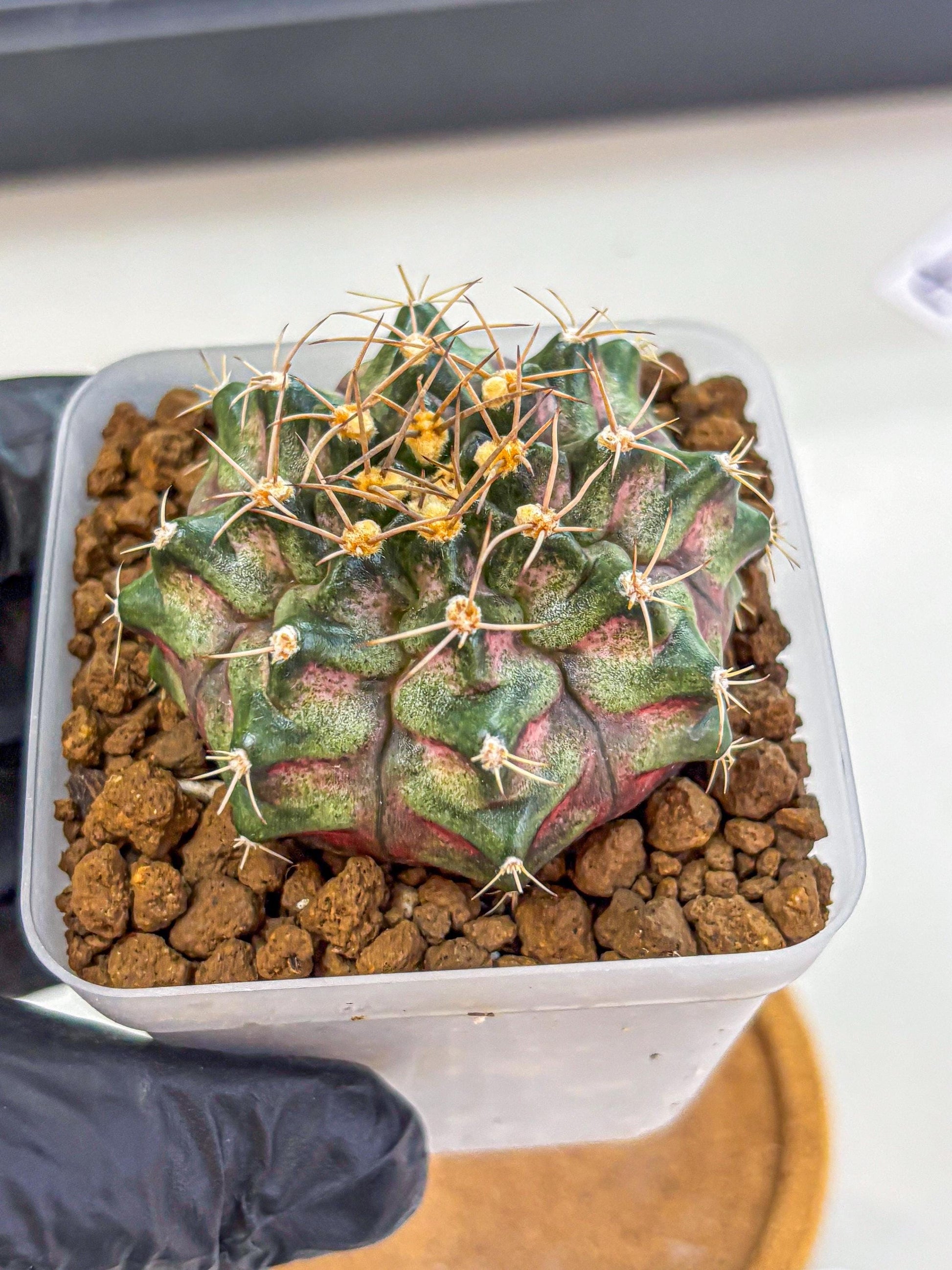 Gymnocalycium T-Lux (gy18) (08) | Collectable Plant