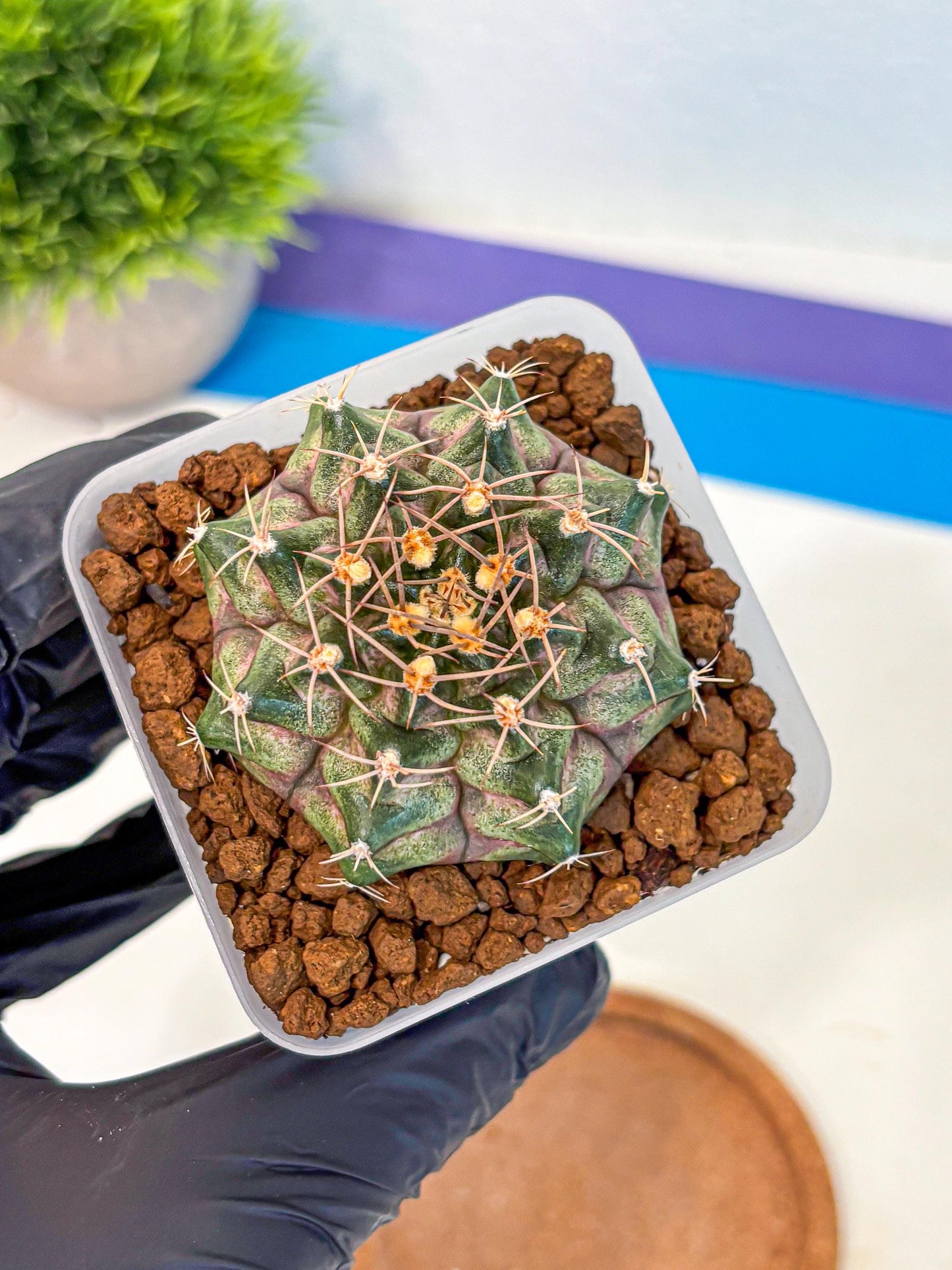 Gymnocalycium T-Lux (gy18) (08) | Collectable Plant
