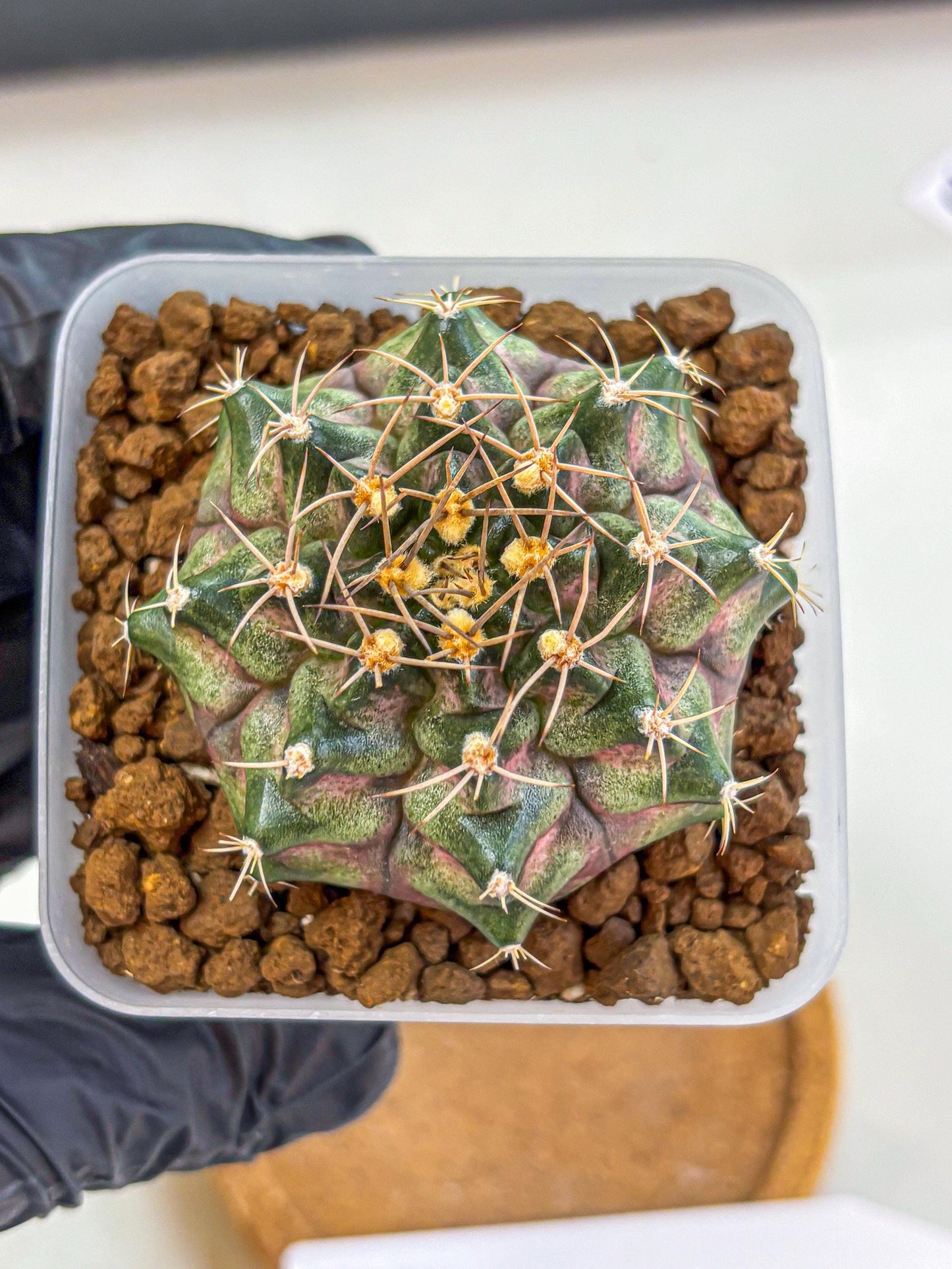 Gymnocalycium T-Lux (gy18) (08) | Collectable Plant