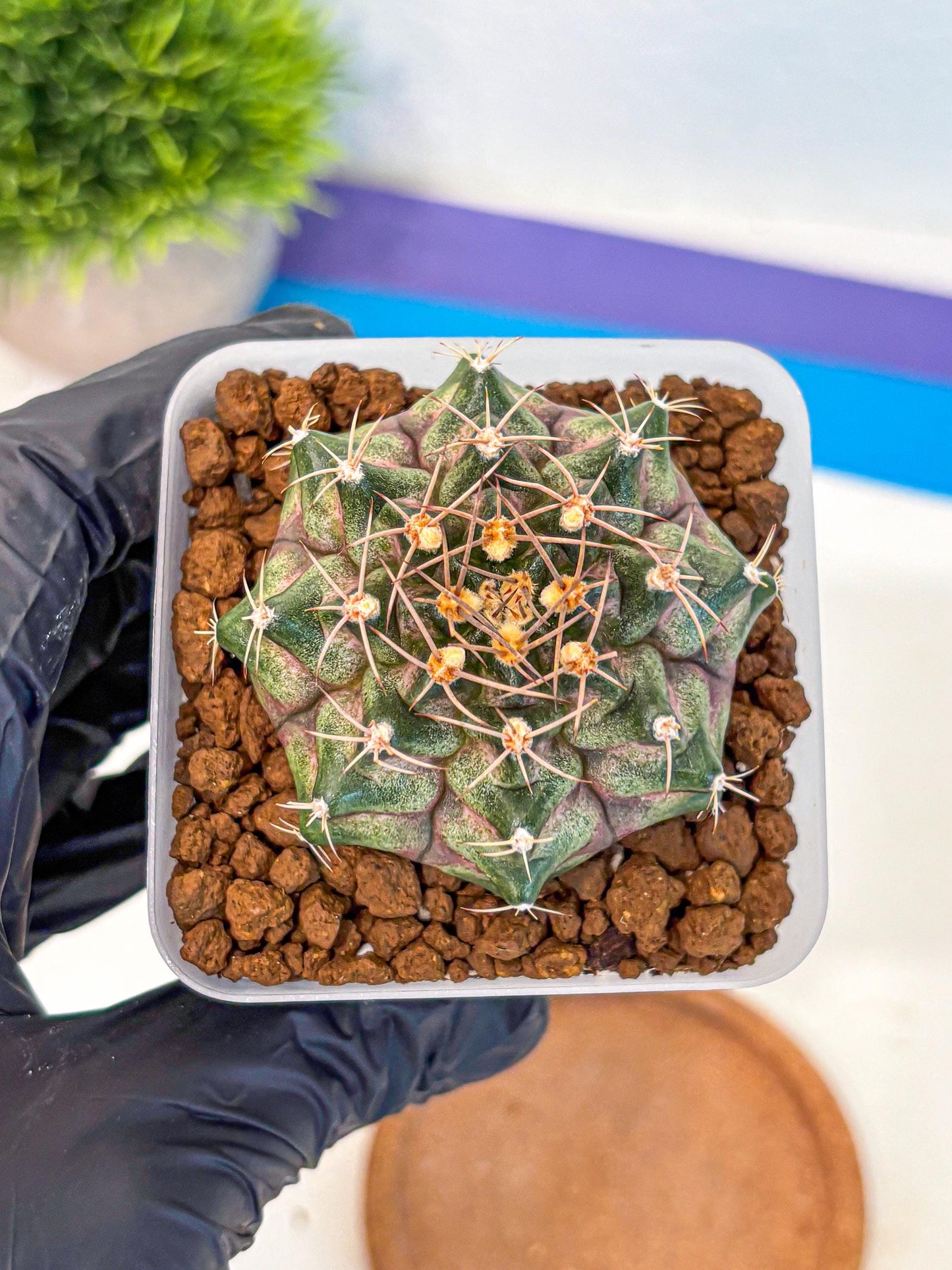 Gymnocalycium T-Lux (gy18) (08) | Collectable Plant