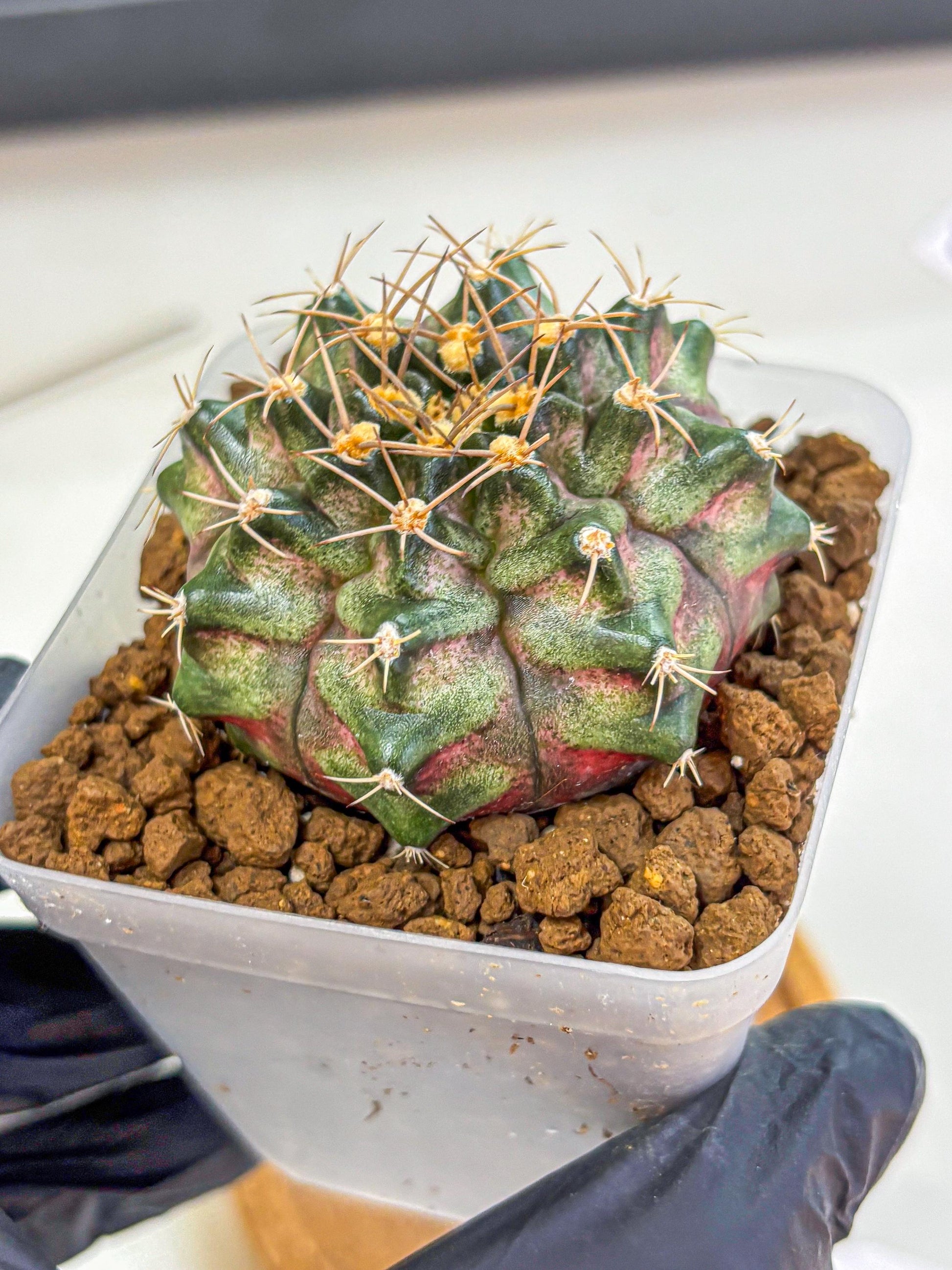 Gymnocalycium T-Lux (gy18) (08) | Collectable Plant
