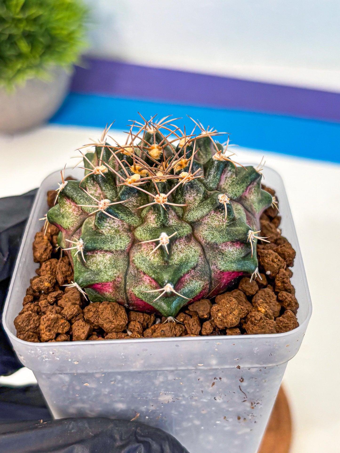 Gymnocalycium T-Lux (gy18) (08) | Collectable Plant